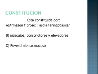 Esta constituida por:
A)Armazon fibroso: Fascia faringobasilar
B) Músculos, constrictores y elevadores
C) Revestimiento mucoso
 