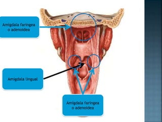Amígdala faríngea
o adenoidea
Amígdala faríngea
o adenoidea
Amígdala lingual
 