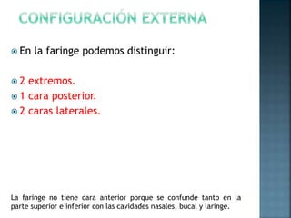  En la faringe podemos distinguir:
 2 extremos.
 1 cara posterior.
 2 caras laterales.
La faringe no tiene cara anterior porque se confunde tanto en la
parte superior e inferior con las cavidades nasales, bucal y laringe.
 