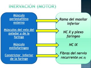 Músculo
periestafilino
externo
Músculos del velo del
paladar y de la
faringe
Músculo
estilofaringeo
Constrictor inferior
de la faringe
Rama del maxilar
inferior
NC X y plexo
faríngeo
NC IX
Fibras del nervio
recurrente (NC X)
 