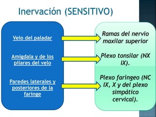 Velo del paladar
Amígdala y de los
pilares del velo
Paredes laterales y
posteriores de la
faringe
Ramas del nervio
maxilar superior
Plexo tonsilar (NX
IX).
Plexo faríngeo (NC
IX, X y del plexo
simpático
cervical).
Inervación (SENSITIVO)
 