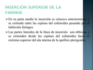  En su parte media la inserción es cóncava anteriormente y
se extiende entre las espinas del esfenoides pasando por el
tubérculo faríngeo
 Las partes laterales de la línea de inserción son oblicuas y
se extienden desde las espinas del esfenoides hasta el
extremo superior del ala interna de la apófisis pterigoides
 