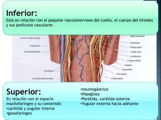 Superior:
En relación con el espacio
maxilofaríngeo y su contenido:
•carótida y yugular interna
•glosofaríngeo
•neumogástrico
•Hipogloso
•Parótida, carótida externa
•Yugular externa hacia adelante
Inferior:
Está en relación con el paquete vasculonervioso del cuello, el cuerpo del tiroides
y sus pedículos vasculares
 