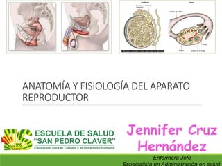ANATOMÍA Y FISIOLOGÍA DEL APARATO
REPRODUCTOR
Jennifer Cruz
Hernández
Enfermera Jefe
 