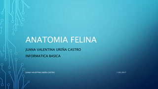 ANATOMIA FELINA
JUANA VALENTINA UREÑA CASTRO
INFORMATICA BASICA
1/05/2017JUANA VALENTINA UREÑA CASTRO
 