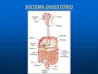 SISTEMA DIGESTÓRIO
 