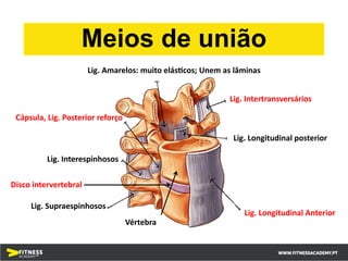 Disco intervertebral
Vértebra
Lig. Longitudinal Anterior
Lig. Longitudinal posterior
Lig. Amarelos: muito elás;cos; Unem as lâminas
Lig. Intertransversários
Lig. Interespinhosos
Lig. Supraespinhosos
Cápsula, Lig. Posterior reforço
Meios de união
 