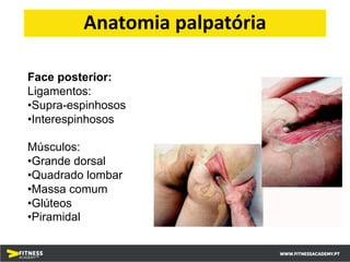 Anatomia palpatória
Face posterior:
Ligamentos:
•Supra-espinhosos
•Interespinhosos
Músculos:
•Grande dorsal
•Quadrado lombar
•Massa comum
•Glúteos
•Piramidal
 