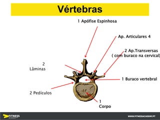 1
Corpo
1 Buraco vertebral
1 Apófise Espinhosa
2
Lâminas
2 Pedículos
Ap. Articulares 4
2 Ap.Transversas
( com buraco na cervical)
Vértebras
 