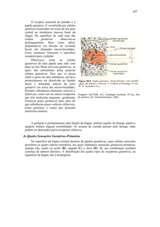107
O receptor sensorial do paladar é a
papila gustativa. É constituída por células
epiteliais localizadas em torno de um poro
central na membrana mucosa basal da
língua. Na superfície de cada uma das
células gustativas observam-se
prolongamentos finos como pêlos,
projetando-se em direção da cavidade
bucal; são chamados microvilosidades.
Essas estruturas fornecem a superfície
receptora para o paladar.
Observa-se entre as células
gustativas de uma papila uma rede com
duas ou três fibras nervosas gustativas, as
quais são estimuladas pelas próprias
células gustativas. Para que se possa
sentir o gosto de uma substância, ela deve
primeiramente ser dissolvida no líquido
bucal e difundida através do poro
gustativo em torno das microvilosidades.
Portanto substâncias altamente solúveis e
difusíveis, como sais ou outros compostos
que têm moléculas pequenas, geralmente
fornecem graus gustativos mais altos do
que substâncias pouco solúveis difusíveis,
como proteínas e outras que possuam
moléculas maiores.
Imagem: GUYTON, A.C. Fisiologia Humana. 5ª ed., Rio
de Janeiro, Ed. Interamericana, 1981.
A gustação é primariamente uma função da língua, embora regiões da faringe, palato e
epiglote tenham alguma sensibilidade. Os aromas da comida passam pela faringe, onde
podem ser detectados pelos receptores olfativos.
As Quatro Sensações Gustativas-Primárias
Na superfície da língua existem dezenas de papilas gustativas, cujas células sensoriais
percebem os quatro sabores primários, aos quais chamamos sensações gustativas primárias:
amargo (A), azedo ou ácido (B), salgado (C) e doce (D). De sua combinação resultam
centenas de sabores distintos. A distribuição dos quatro tipos de receptores gustativos, na
superfície da língua, não é homogênea.
 