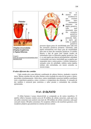 108
1.Papilas circunvaladas
2.Papilas fungiformes
3. Papilas filiformes
Imagem:
www.nib.unicamp.br/svol/sentidos.html
/sentidos.html
Até os
últimos anos
acreditava-se
que existiam
quatro tipos
inteiramente
diferentes de
papila gustativa,
cada qual
detectando uma
das sensações
gustativas
primárias
particular. Sabe-
se agora que
todas as papilas
gustativas
possuem alguns graus de sensibilidade para cada uma
das sensações gustativas primárias. Entretanto, cada
papila normalmente tem maior grau de sensibilidade
para uma ou duas das sensações gustativas. O cérebro
detecta o tipo de gosto pela relação (razão) de
estimulação entre as diferentes papilas gustativas. Isto
é, se uma papila que detecta principalmente salinidade
é estimulada com maior intensidade que as papilas que
respondem mais a outros gostos, o cérebro interpreta a
sensação como de salinidade, embora outras papilas
tenham sido estimuladas, em menor extensão, ao
mesmo tempo.
O sabor diferente das comidas
Cada comida ativa uma diferente combinação de sabores básicos, ajudando a torná-la
única. Muitas comidas têm um sabor distinto como resultado da soma de seu gosto e cheiro,
percebidos simultaneamente. Além disso, outras modalidades sensoriais também contribuem
com a experiência gustativa, como a textura e a temperatura dos alimentos. A sensação de
dor também é essencial para sentirmos o sabor picante e estimulante das comidas
apimentadas.
11.4 - O OLFATO
O olfato humano é pouco desenvolvido se comparado ao de outros mamíferos. O
epitélio olfativo humano contém cerca de 20 milhões de células sensoriais, cada qual com
seis pêlos sensoriais (um cachorro tem mais de 100 milhões de células sensoriais, cada qual
com pelo menos 100 pêlos sensoriais). Os receptores olfativos são neurônios genuínos, com
receptores próprios que penetram no sistema nervoso central.
 