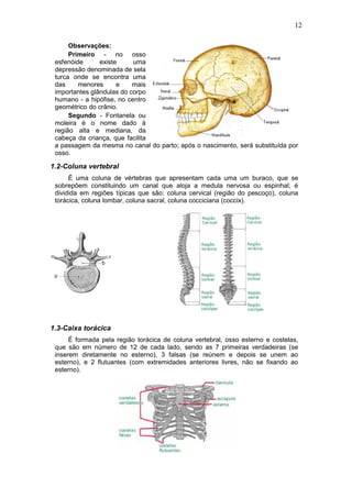 12
Observações:
Primeiro - no osso
esfenóide existe uma
depressão denominada de sela
turca onde se encontra uma
das menores e mais
importantes glândulas do corpo
humano - a hipófise, no centro
geométrico do crânio.
Segundo - Fontanela ou
moleira é o nome dado à
região alta e mediana, da
cabeça da criança, que facilita
a passagem da mesma no canal do parto; após o nascimento, será substituída por
osso.
1.2-Coluna vertebral
É uma coluna de vértebras que apresentam cada uma um buraco, que se
sobrepõem constituindo um canal que aloja a medula nervosa ou espinhal; é
dividida em regiões típicas que são: coluna cervical (região do pescoço), coluna
torácica, coluna lombar, coluna sacral, coluna cocciciana (coccix).
1.3-Caixa torácica
É formada pela região torácica de coluna vertebral, osso esterno e costelas,
que são em número de 12 de cada lado, sendo as 7 primeiras verdadeiras (se
inserem diretamente no esterno), 3 falsas (se reúnem e depois se unem ao
esterno), e 2 flutuantes (com extremidades anteriores livres, não se fixando ao
esterno).
 