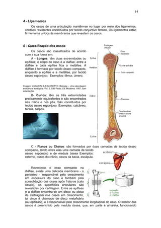 14
4 - Ligamentos
Os ossos de uma articulação mantêm-se no lugar por meio dos ligamentos,
cordões resistentes constituídos por tecido conjuntivo fibroso. Os ligamentos estão
firmemente unidos às membranas que revestem os ossos.
5 - Classificação dos ossos
Os ossos são classificados de acordo
com a sua forma em:
A - Longos: têm duas extremidades ou
epífises; o corpo do osso é a diáfise; entre a
diáfise e cada epífise fica a metáfise. A
diáfise é formada por tecido ósseo compacto,
enquanto a epífise e a metáfise, por tecido
ósseo esponjoso. Exemplos: fêmur, úmero.
Imagem: AVANCINI & FAVARETTO. Biologia – Uma abordagem
evolutiva e ecológica. Vol. 2. São Paulo, Ed. Moderna, 1997, com
adaptações
B- Curtos: têm as três extremidades
praticamente equivalentes e são encontrados
nas mãos e nos pés. São constituídos por
tecido ósseo esponjoso. Exemplos: calcâneo,
tarsos, carpos.
C - Planos ou Chatos: são formados por duas camadas de tecido ósseo
compacto, tendo entre elas uma camada de tecido
ósseo esponjoso e de medula óssea Exemplos:
esterno, ossos do crânio, ossos da bacia, escápula.
Revestindo o osso compacto na
diáfise, existe uma delicada membrana - o
periósteo - responsável pelo crescimento
em espessura do osso e também pela
consolidação dos ossos após fraturas (calo
ósseo). As superfícies articulares são
revestidas por cartilagem. Entre as epífises
e a diáfise encontra-se um disco ou placa
de cartilagem nos ossos em crescimento,
tal disco é chamado de disco metafisário
(ou epifisário) e é responsável pelo crescimento longitudinal do osso. O interior dos
ossos é preenchido pela medula óssea, que, em parte é amarela, funcionando
 