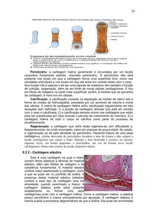 20
Pericôndrio: a cartilagem hialina geralmente é circundada por um tecido
conjuntivo firmemente aderido, chamado pericôndrio. O pericôndrio não está
presente nos locais em que a cartilagem forma uma superfície livre, como nas
cavidades articulares e nos locais em que ela entra em contato direto com o osso.
Sua função não é apenas a de ser uma cápsula de cobertura; tem também a função
de nutrição, oxigenação, além de ser fonte de novas células cartilaginosas. É rico
em fibras de colágeno na parte mais superficial, porém, à medida que se aproxima
da cartilagem, é mais rico em células.
Calcificação: a calcificação consiste na deposição de fosfato de cálcio sob a
forma de cristais de hidroxiapatita, precedida por um aumento de volume e morte
das células. A matriz da cartilagem hialina sofre calcificação regularmente em três
situações bem definidas: 1) a porção da cartilagem articular que está em contato
com o osso é calcificada; 2) a calcificação sempre ocorre nas cartilagens que estão
para ser substituídas por osso durante o período de crescimento do indivíduo; 3) a
cartilagem hialina de todo o corpo se calcifica como parte do processo de
envelhecimento.
Regeneração: a cartilagem que sofre lesão regenera-se com dificuldade e,
freqüentemente, de modo incompleto, salvo em crianças de pouca idade. No adulto,
a regeneração se dá pela atividade do pericôndrio. Havendo fratura de uma peça
cartilaginosa, células derivadas do pericôndrio invadem a área da fratura e dão origem a
tecido cartilaginoso que repara a lesão. Quando a área destruída é extensa, ou mesmo,
algumas vezes, em lesões pequenas, o pericôndrio, em vez de formar novo tecido
cartilaginoso, forma uma cicatriz de tecido conjuntivo denso.
6.2.2 - Cartilagem elástica
Esta é uma cartilagem na qual a matriz
contém fibras elásticas e lâminas de material
elástico, além das fibrilas de colágeno e da
substância fundamental. O material elástico
confere maior elasticidade à cartilagem, como
a que se pode ver no pavilhão da orelha. A
presença desse material elástico (elastina)
confere a esse tipo de cartilagem uma cor
amarelada, quando examinado a fresco. A
cartilagem elástica pode estar presente
isoladamente ou formar uma peça
cartilaginosa junto com a cartilagem hialina. Como a cartilagem hialina, a elástica
possui pericôndrio e cresce principalmente por aposição. A cartilagem elástica é
menos sujeita a processos degenerativos do que a hialina. Ela pode ser encontrada
 