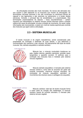 27
As articulações sinoviais são muito inervadas. Os nervos são derivados dos
que suprem a pele adjacente ou os músculos que movem as articulações. As
terminações nervosas sensíveis a dor são numerosas na membrana fibrosa da
cápsula e nos ligamentos e são sensíveis ao estiramento e à torção destas
estruturas. Contudo, o principal tipo de sensibilidade é a propriocepção. Das
terminações proprioceptoras da cápsula – fusos neurotendinosos – partem
impulsos que interpretados no sistema nervoso central informam sobre a posição
relativa dos ossos da articulação, do grau e direção de movimento. As vezes, essas
informações são inconscientes, e atuam em nível de medula espinhal para controle
dos músculos que agem sobre a articulação.
2.3 - SISTEMA MUSCULAR
O tecido muscular é de origem mesodérmica, sendo caracterizado pela
propriedade de contração e distensão de suas células, o que determina a
movimentação dos membros e das vísceras. Há basicamente três tipos de tecido
muscular: liso, estriado esquelético e estriado cardíaco.
Músculo liso: o músculo involuntário localiza-se na
pele, órgãos internos, aparelho reprodutor, grandes vasos
sangüíneos e aparelho excretor. O estímulo para a
contração dos músculos lisos é mediado pelo sistema
nervoso vegetativo.
Músculo estriado esquelético: é inervado pelo sistema
nervoso central e, como este se encontra em parte sob
controle consciente, chama-se músculo voluntário. As
contrações do músculo esquelético permitem os
movimentos dos diversos ossos e cartilagens do esqueleto.
Músculo cardíaco: este tipo de tecido muscular forma
a maior parte do coração dos vertebrados. O músculo
cardíaco carece de controle voluntário. É inervado pelo
sistema nervoso vegetati
 