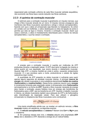 31
responsável pela contração uniforme de cada fibra muscular estriada esquelética,
não ocorrendo nas fibras lisas e sendo reduzido nas fibras cardíacas.
2.3.3 - A química da contração muscular
O estímulo para a contração muscular é geralmente um impulso nervoso, que
chega à fibra muscular através de um nervo. O impulso nervoso propaga-se pela
membrana das fibras musculares (sarcolema) e atinge o retículo sarcoplasmático,
fazendo com que o cálcio ali armazenado seja liberado no hialoplasma. Ao entrar
em contato com as miofibrilas, o cálcio desbloqueia os sítios de ligação da actina e
permite que esta se ligue à miosina, iniciando a contração muscular. Assim que
cessa o estímulo, o cálcio é imediatamente rebombeado para o interior do retículo
sarcoplasmático, o que faz cessar a contração.
A energia para a contração muscular é suprida por moléculas de ATP
produzidas durante a respiração celular. O ATP atua tanto na ligação da miosina à
actina quanto em sua separação, que ocorre durante o relaxamento muscular.
Quando falta ATP, a miosina mantém-se unida à actina, causando enrijecimento
muscular. É o que acontece após a morte, produzindo-se o estado de rigidez
cadavérica (rigor mortis).
A quantidade de ATP presente na célula muscular é suficiente para suprir
apenas alguns segundos de atividade muscular intensa. A principal reserva de
energia nas células musculares é uma substância denominada fosfato de creatina
(fosfocreatina ou creatina-fosfato). Dessa forma, podemos resumir que a energia
é inicialmente fornecida pela respiração celular é armazenada como fosfocreatina
(principalmente) e na forma de ATP. Quando a fibra muscular necessita de energia
para manter a contração, grupos fosfatos ricos em energia são transferidos da
fosfocreatina para o ADP, que se transforma em ATP. Quando o trabalho muscular
é intenso, as células musculares repõem seus estoques de ATP e de fosfocreatina
pela intensificação da respiração celular. Para isso utilizam o glicogênio
armazenado no citoplasma das fibras musculares como combustível.
Uma teoria simplificada admite que, ao receber um estímulo nervoso, a fibra
muscular mostra, em seqüência, os seguintes eventos:
1. O retículo sarcoplasmático e o sistema T liberam íons Ca++ e Mg++ para
o citoplasma.
2. Em presença desses dois íons, a miosina adquire uma propriedade ATP
ásica, isto é, desdobra o ATP, liberando a energia de um radical fosfato:
 