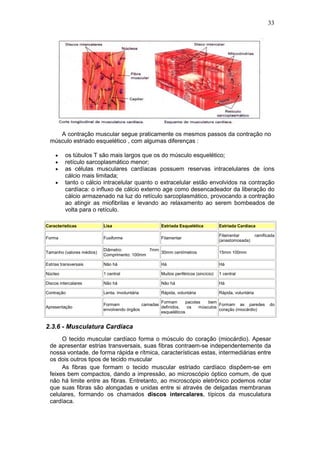 33
A contração muscular segue praticamente os mesmos passos da contração no
músculo estriado esquelético , com algumas diferenças :
• os túbulos T são mais largos que os do músculo esquelético;
• retículo sarcoplasmático menor;
• as células musculares cardíacas possuem reservas intracelulares de íons
cálcio mais limitada;
• tanto o cálcio intracelular quanto o extracelular estão envolvidos na contração
cardíaca: o influxo de cálcio externo age como desencadeador da liberação do
cálcio armazenado na luz do retículo sarcoplasmático, provocando a contração
ao atingir as miofibrilas e levando ao relaxamento ao serem bombeados de
volta para o retículo.
Características Lisa Estriada Esquelética Estriada Cardíaca
Forma Fusiforme Filamentar
Filamentar ramificada
(anastomosada)
Tamanho (valores médios)
Diâmetro: 7mm
Comprimento: 100mm
30mm centímetros 15mm 100mm
Estrias transversais Não há Há Há
Núcleo 1 central Muitos periféricos (sincício) 1 central
Discos intercalares Não há Não há Há
Contração Lenta, involuntária Rápida, voluntária Rápida, voluntária
Apresentação
Formam camadas
envolvendo órgãos
Formam pacotes bem
definidos, os músculos
esqueléticos
Formam as paredes do
coração (miocárdio)
2.3.6 - Musculatura Cardíaca
O tecido muscular cardíaco forma o músculo do coração (miocárdio). Apesar
de apresentar estrias transversais, suas fibras contraem-se independentemente da
nossa vontade, de forma rápida e rítmica, características estas, intermediárias entre
os dois outros tipos de tecido muscular
As fibras que formam o tecido muscular estriado cardíaco dispõem-se em
feixes bem compactos, dando a impressão, ao microscópio óptico comum, de que
não há limite entre as fibras. Entretanto, ao microscópio eletrônico podemos notar
que suas fibras são alongadas e unidas entre si através de delgadas membranas
celulares, formando os chamados discos intercalares, típicos da musculatura
cardíaca.
 