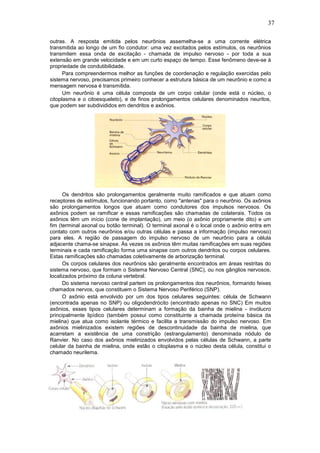 37
outras. A resposta emitida pelos neurônios assemelha-se a uma corrente elétrica
transmitida ao longo de um fio condutor: uma vez excitados pelos estímulos, os neurônios
transmitem essa onda de excitação - chamada de impulso nervoso - por toda a sua
extensão em grande velocidade e em um curto espaço de tempo. Esse fenômeno deve-se à
propriedade de condutibilidade.
Para compreendermos melhor as funções de coordenação e regulação exercidas pelo
sistema nervoso, precisamos primeiro conhecer a estrutura básica de um neurônio e como a
mensagem nervosa é transmitida.
Um neurônio é uma célula composta de um corpo celular (onde está o núcleo, o
citoplasma e o citoesqueleto), e de finos prolongamentos celulares denominados neuritos,
que podem ser subdivididos em dendritos e axônios.
Os dendritos são prolongamentos geralmente muito ramificados e que atuam como
receptores de estímulos, funcionando portanto, como "antenas" para o neurônio. Os axônios
são prolongamentos longos que atuam como condutores dos impulsos nervosos. Os
axônios podem se ramificar e essas ramificações são chamadas de colaterais. Todos os
axônios têm um início (cone de implantação), um meio (o axônio propriamente dito) e um
fim (terminal axonal ou botão terminal). O terminal axonal é o local onde o axônio entra em
contato com outros neurônios e/ou outras células e passa a informação (impulso nervoso)
para eles. A região de passagem do impulso nervoso de um neurônio para a célula
adjacente chama-se sinapse. Às vezes os axônios têm muitas ramificações em suas regiões
terminais e cada ramificação forma uma sinapse com outros dendritos ou corpos celulares.
Estas ramificações são chamadas coletivamente de arborização terminal.
Os corpos celulares dos neurônios são geralmente encontrados em áreas restritas do
sistema nervoso, que formam o Sistema Nervoso Central (SNC), ou nos gânglios nervosos,
localizados próximo da coluna vertebral.
Do sistema nervoso central partem os prolongamentos dos neurônios, formando feixes
chamados nervos, que constituem o Sistema Nervoso Periférico (SNP).
O axônio está envolvido por um dos tipos celulares seguintes: célula de Schwann
(encontrada apenas no SNP) ou oligodendrócito (encontrado apenas no SNC) Em muitos
axônios, esses tipos celulares determinam a formação da bainha de mielina - invólucro
principalmente lipídico (também possui como constituinte a chamada proteína básica da
mielina) que atua como isolante térmico e facilita a transmissão do impulso nervoso. Em
axônios mielinizados existem regiões de descontinuidade da bainha de mielina, que
acarretam a existência de uma constrição (estrangulamento) denominada nódulo de
Ranvier. No caso dos axônios mielinizados envolvidos pelas células de Schwann, a parte
celular da bainha de mielina, onde estão o citoplasma e o núcleo desta célula, constitui o
chamado neurilema.
 