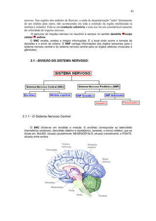 41
nervoso. Nas regiões dos nódulos de Ranvier, a onda de despolarização "salta" diretamente
de um nódulo para outro, não acontecendo em toda a extensão da região mielinizada (a
mielina é isolante). Fala-se em condução saltatória e com isso há um considerável aumento
da velocidade do impulso nervoso.
O percurso do impulso nervoso no neurônio é sempre no sentido dendrito corpo
celular axônio.
O SNC recebe, analisa e integra informações. É o local onde ocorre a tomada de
decisões e o envio de ordens. O SNP carrega informações dos órgãos sensoriais para o
sistema nervoso central e do sistema nervoso central para os órgãos efetores (músculos e
glândulas).
3.1 - DIVISÃO DO SISTEMA NERVOSO:
3.1.1 - O Sistema Nervoso Central
O SNC divide-se em encéfalo e medula. O encéfalo corresponde ao telencéfalo
(hemisférios cerebrais), diencéfalo (tálamo e hipotálamo), cerebelo, e tronco cefálico, que se
divide em: BULBO, situado caudalmente; MESENCÉFALO, situado cranialmente; e PONTE,
situada entre ambos.
 