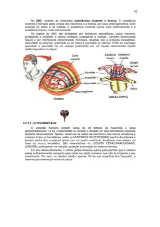 42
No SNC, existem as chamadas substâncias cinzenta e branca. A substância
cinzenta é formada pelos corpos dos neurônios e a branca, por seus prolongamentos. Com
exceção do bulbo e da medula, a substância cinzenta ocorre mais externamente e a
substância branca, mais internamente.
Os órgãos do SNC são protegidos por estruturas esqueléticas (caixa craniana,
protegendo o encéfalo; e coluna vertebral, protegendo a medula - também denominada
raque) e por membranas denominadas meninges, situadas sob a proteção esquelética:
dura-máter (a externa), aracnóide (a do meio) e pia-máter (a interna). Entre as meninges
aracnóide e pia-máter há um espaço preenchido por um líquido denominado líquido
cefalorraquidiano ou líquor.
3.1.1.1 - O TELENCÉFALO
O encéfalo humano contém cerca de 35 bilhões de neurônios e pesa
aproximadamente 1,4 kg. O telencéfalo ou cérebro é dividido em dois hemisférios cerebrais
bastante desenvolvidos. Nestes, situam-se as sedes da memória e dos nervos sensitivos e
motores. Entre os hemisférios, estão os VENTRÍCULOS CEREBRAIS (ventrículos laterais e
terceiro ventrículo); contamos ainda com um quarto ventrículo, localizado mais abaixo, ao
nível do tronco encefálico. São reservatórios do LÍQUIDO CÉFALO-RAQUIDIANO,
(LÍQÜOR), participando na nutrição, proteção e excreção do sistema nervoso.
Em seu desenvolvimento, o córtex ganha diversos sulcos para permitir que o cérebro
esteja suficientemente compacto para caber na calota craniana, que não acompanha o seu
crescimento. Por isso, no cérebro adulto, apenas 1/3 de sua superfície fica "exposta", o
restante permanece por entre os sulcos.
 