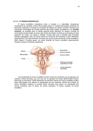 47
3.1.1.3 - O TRONCO ENCEFÁLICO
O tronco encefálico interpõe-se entre a medula e o diencéfalo, situando-se
ventralmente ao cerebelo. Possui três funções gerais; (1) recebe informações sensitivas de
estruturas cranianas e controla os músculos da cabeça; (2) contém circuitos nervosos que
transmitem informações da medula espinhal até outras regiões encefálicas e, em direção
contrária, do encéfalo para a medula espinhal (lado esquerdo do cérebro controla os
movimentos do lado direito do corpo; lado direito de cérebro controla os movimentos do lado
esquerdo do corpo); (3) regula a atenção, função esta que é mediada pela formação
reticular (agregação mais ou menos difusa de neurônios de tamanhos e tipos diferentes,
separados por uma rede de fibras nervosas que ocupa a parte central do tronco encefálico).
Além destas 3 funções gerais, as várias divisões do tronco encefálico desempenham
funções motoras e sensitivas específicas.
Na constituição do tronco encefálico entram corpos de neurônios que se agrupam em
núcleos e fibras nervosas, que, por sua vez, se agrupam em feixes denominados tractos,
fascículos ou lemniscos. Estes elementos da estrutura interna do tronco encefálico podem
estar relacionados com relevos ou depressões de sua superfície. Muitos dos núcleos do
tronco encefálico recebem ou emitem fibras nervosas que entram na constituição dos
nervos cranianos. Dos 12 pares de nervos cranianos, 10 fazem conexão no tronco
encefálico.
 