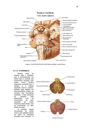 48
Imagem: ATLAS INTERATIVO DE ANATOMIA HUMANA. Artmed Editora.
3.1.1.4 - O CEREBELO
Situado atrás do
cérebro está o cerebelo,
que é primariamente um
centro para o controle dos
movimentos iniciados pelo
córtex motor (possui
extensivas conexões com o
cérebro e a medula
espinhal). Como o cérebro,
também está dividido em
dois hemisférios. Porém, ao
contrário dos hemisférios
cerebrais, o lado esquerdo
do cerebelo está
relacionado com os
movimentos do lado
esquerdo do corpo,
enquanto o lado direito, com
os movimentos do lado
direito do corpo.
O cerebelo recebe
informações do córtex
motor e dos gânglios basais
de todos os estímulos
enviados aos músculos. A
 