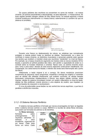 52
Os corpos celulares dos neurônios se concentram no cerne da medula – na massa
cinzenta. Os axônios ascendentes e descendentes, na área adjacente – a massa branca. As
duas regiões também abrigam células da Glia. Dessa forma, na medula espinhal a massa
cinzenta localiza-se internamente e a massa branca, externamente (o contrário do que se
observa no encéfalo).
Durante uma fratura ou deslocamento da coluna, as vértebras que normalmente
protegem a medula podem matar ou danificar as células. Teoricamente, se o dano for
confinado à massa cinzenta, os distúrbios musculares e sensoriais poderão estar apenas
nos tecidos que recebem e mandam sinais aos neurônios “residentes” no nível da fratura.
Por exemplo, se a massa cinzenta do segmento da medula onde os nervos rotulados C8 for
lesada, o paciente só sofrerá paralisia das mãos, sem perder a capacidade de andar ou o
controle sobre as funções intestinais e urinárias. Nesse caso, os axônios levando sinais
para “cima e para baixo” através da área branca adjacente continuariam trabalhando. Em
comparação, se a área branca for lesada, o trânsito dos sinais será interrompido até o ponto
da fratura.
Infelizmente, a lesão original é só o começo. Os danos mecânicos promovem
rompimento de pequenos vasos sangüíneos, impedindo a entrega de oxigênio e nutrientes
para as células não afetadas diretamente, que acabam morrendo; as células lesadas
extravasam componentes citoplasmáticos e tóxicos, que afetam células vizinhas, antes
intactas; células do sistema imunológico iniciam um quadro inflamatório no local da lesão;
células da Glia proliferam criando grumos e uma espécie de cicatriz, que impedem os
axônios lesados de crescerem e reconectarem.
O vírus da poliomielite causa lesões na raiz ventral dos nervos espinhais, o que leva à
paralisia e atrofia dos músculos.
3.1.2 - O Sistema Nervoso Periférico
O sistema nervoso periférico é formado por nervos encarregados de fazer as ligações
entre o sistema nervoso central e o corpo. NERVO é a reunião de várias fibras nervosas,
que podem ser formadas de axônios ou de dendritos.
As fibras nervosas,
formadas pelos
prolongamentos dos
neurônios (dendritos ou
axônios) e seus
envoltórios, organizam-se
em feixes. Cada feixe
forma um nervo. Cada
 