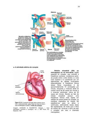 59
a- A atividade elétrica do coração
Imagem: AVANCINI & FAVARETTO. Biologia – Uma
abordagem evolutiva e ecológica. Vol. 2. São Paulo, Ed.
Moderna, 1997.
Nódulo sinoatrial (SA) ou
marcapasso ou nó sino-atrial: região
especial do coração, que controla a
freqüência cardíaca. Localiza-se perto
da junção entre o átrio direito e a veia
cava superior e é constituído por um
aglomerado de células musculares
especializadas. A freqüência rítmica
dessa fibras musculares é de
aproximadamente 72 contrações por
minuto, enquanto o músculo atrial se
contrai cerca de 60 vezes por minuto e
o músculo ventricular, cerca de 20
vezes por minuto. Devido ao fato do
nódulo sinoatrial possuir uma
freqüência rítmica mais rápida em
relação às outras partes do coração, os
impulsos originados do nódulo SA
espalham-se para os átrios e
ventrículos, estimulando essas áreas
tão rapidamente, de modo que o ritmo
do nódulo SA torna-se o ritmo de todo
o coração; por isso é chamado
marcapasso.
 