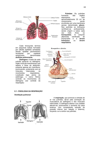 68
Pulmões: Os pulmões
humanos são órgãos
esponjosos, com
aproximadamente 25 cm de
comprimento, sendo
envolvidos por uma membrana
serosa denominada pleura.
Nos pulmões os brônquios
ramificam-se profusamente,
dando origem a tubos cada
vez mais finos, os
bronquíolos. O conjunto
altamente ramificado de
bronquíolos é a árvore
brônquica ou árvore
respiratória.
Cada bronquíolo termina
em pequenas bolsas formadas
por células epiteliais achatadas
(tecido epitelial pavimentoso)
recobertas por capilares
sangüíneos, denominadas
alvéolos pulmonares.
Diafragma: A base de cada
pulmão apóia-se no diafragma,
órgão músculo-membranoso que
separa o tórax do abdomen,
presente apenas em mamíferos,
promovendo, juntamente com os
músculos intercostais, os
movimentos respiratórios.
Localizado logo acima do
estômago, o nervo frênico
controla os movimentos do
diafragma (ver controle da
respiração)
5.1 - FISIOLOGIA DA RESPIRAÇÃO
Ventilação pulmonar
A inspiração, que promove a entrada de
ar nos pulmões, dá-se pela contração da
musculatura do diafragma e dos músculos
intercostais. O diafragma abaixa e as costelas
elevam-se, promovendo o aumento da caixa
torácica, com conseqüente redução da
pressão interna (em relação à externa),
forçando o ar a entrar nos pulmões.
 