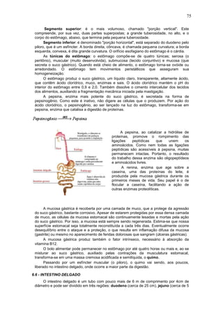 75
Segmento superior: é o mais volumoso, chamado "porção vertical". Este
compreende, por sua vez, duas partes superpostas; a grande tuberosidade, no alto, e o
corpo do estômago, abaixo, que termina pela pequena tuberosidade.
Segmento inferior: é denominado "porção horizontal", está separado do duodeno pelo
piloro, que é um esfíncter. A borda direita, côncava, é chamada pequena curvatura; a borda
esquerda, convexa, é dita grande curvatura. O orifício esofagiano do estômago é o cárdia.
As túnicas do estômago: o estômago compõe-se de quatro túnicas; serosa (o
peritônio), muscular (muito desenvolvida), submucosa (tecido conjuntivo) e mucosa (que
secreta o suco gástrico). Quando está cheio de alimento, o estômago torna-se ovóide ou
arredondado. O estômago tem movimentos peristálticos que asseguram sua
homogeneização.
O estômago produz o suco gástrico, um líquido claro, transparente, altamente ácido,
que contêm ácido clorídrico, muco, enzimas e sais. O ácido clorídrico mantém o pH do
interior do estômago entre 0,9 e 2,0. Também dissolve o cimento intercelular dos tecidos
dos alimentos, auxiliando a fragmentação mecânica iniciada pela mastigação.
A pepsina, enzima mais potente do suco gástrico, é secretada na forma de
pepsinogênio. Como este é inativo, não digere as células que o produzem. Por ação do
ácido cloródrico, o pepsinogênio, ao ser lançado na luz do estômago, transforma-se em
pepsina, enzima que catalisa a digestão de proteínas.
A pepsina, ao catalizar a hidrólise de
proteínas, promove o rompimento das
ligações peptídicas que unem os
aminoácidos. Como nem todas as ligações
peptídicas são acessíveis à pepsina, muitas
permanecem intactas. Portanto, o resultado
do trabalho dessa enzima são oligopeptídeos
e aminoácidos livres.
A renina, enzima que age sobre a
caseína, uma das proteínas do leite, é
produzida pela mucosa gástrica durante os
primeiros meses de vida. Seu papel é o de
flocular a caseína, facilitando a ação de
outras enzimas proteolíticas.
A mucosa gástrica é recoberta por uma camada de muco, que a protege da agressão
do suco gástrico, bastante corrosivo. Apesar de estarem protegidas por essa densa camada
de muco, as células da mucosa estomacal são continuamente lesadas e mortas pela ação
do suco gástrico. Por isso, a mucosa está sempre sendo regenerada. Estima-se que nossa
superfície estomacal seja totalmente reconstituída a cada três dias. Eventualmente ocorre
desequilíbrio entre o ataque e a proteção, o que resulta em inflamação difusa da mucosa
(gastrite) ou mesmo no aparecimento de feridas dolorosas que sangram (úlceras gástricas).
A mucosa gástrica produz também o fator intrínseco, necessário à absorção da
vitamina B12.
O bolo alimentar pode permanecer no estômago por até quatro horas ou mais e, ao se
misturar ao suco gástrico, auxiliado pelas contrações da musculatura estomacal,
transforma-se em uma massa cremosa acidificada e semilíquida, o quimo.
Passando por um esfíncter muscular (o piloro), o quimo vai sendo, aos poucos,
liberado no intestino delgado, onde ocorre a maior parte da digestão.
6.6 - INTESTINO DELGADO
O intestino delgado é um tubo com pouco mais de 6 m de comprimento por 4cm de
diâmetro e pode ser dividido em três regiões: duodeno (cerca de 25 cm), jejuno (cerca de 5
 