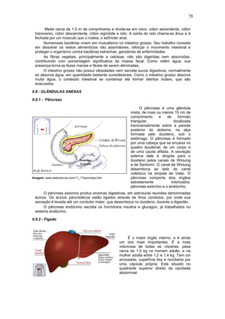 78
Mede cerca de 1,5 m de comprimento e divide-se em ceco, cólon ascendente, cólon
transverso, cólon descendente, cólon sigmóide e reto. A saída do reto chama-se ânus e é
fechada por um músculo que o rodeia, o esfíncter anal.
Numerosas bactérias vivem em mutualismo no intestino grosso. Seu trabalho consiste
em dissolver os restos alimentícios não assimiláveis, reforçar o movimento intestinal e
proteger o organismo contra bactérias estranhas, geradoras de enfermidades.
As fibras vegetais, principalmente a celulose, não são digeridas nem absorvidas,
contribuindo com porcentagem significativa da massa fecal. Como retêm água, sua
presença torna as fezes macias e fáceis de serem eliminadas.
O intestino grosso não possui vilosidades nem secreta sucos digestivos, normalmente
só absorve água, em quantidade bastante consideráveis. Como o intestino grosso absorve
muita água, o conteúdo intestinal se condensa até formar detritos inúteis, que são
evacuados.
6.8 - GLÂNDULAS ANEXAS
6.8.1 - Pâncreas
Imagem: www.webciencia.com/11_17pancreas.htm
O pâncreas é uma glândula
mista, de mais ou menos 15 cm de
comprimento e de formato
triangular, localizada
transversalmente sobre a parede
posterior do abdome, na alça
formada pelo duodeno, sob o
estômago. O pâncreas é formado
por uma cabeça que se encaixa no
quadro duodenal, de um corpo e
de uma cauda afilada. A secreção
externa dele é dirigida para o
duodeno pelos canais de Wirsung
e de Santorini. O canal de Wirsung
desemboca ao lado do canal
colédoco na ampola de Vater. O
pâncreas comporta dois órgãos
estreitamente imbricados:
pâncreas exócrino e o endócrino.
O pâncreas exócrino produz enzimas digestivas, em estruturas reunidas denominadas
ácinos. Os ácinos pancreáticos estão ligados através de finos condutos, por onde sua
secreção é levada até um condutor maior, que desemboca no duodeno, durante a digestão.
O pâncreas endócrino secreta os hormônios insulina e glucagon, já trabalhados no
sistema endócrino.
6.8.2 - Fígado
É o maior órgão interno, e é ainda
um dos mais importantes. É a mais
volumosa de todas as vísceras, pesa
cerca de 1,5 kg no homem adulto, e na
mulher adulta entre 1,2 e 1,4 kg. Tem cor
arroxeada, superfície lisa e recoberta por
uma cápsula própria. Está situado no
quadrante superior direito da cavidade
abdominal.
 