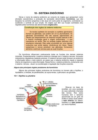 95
10 - SISTEMA ENDÓCRINO
Dá-se o nome de sistema endócrino ao conjunto de órgãos que apresentam como
atividade característica a produção de secreções denominadas hormônios, que são
lançados na corrente sangüínea e irão atuar em outra parte do organismo, controlando ou
auxiliando o controle de sua função. Os órgãos que têm sua função controlada e/ou
regulada pelos hormônios são denominados órgãos-alvo.
Constituição dos órgãos do sistema endócrino
Os tecidos epiteliais de secreção ou epitélios glandulares
formam as glândulas, que podem ser uni ou pluricelulares. As
glândulas pluricelulares não são apenas aglomerados de
células que desempenham as mesmas funções básicas e têm
a mesma morfologia geral e origem embrionária - o que
caracteriza um tecido. São na verdade órgãos definidos com
arquitetura ordenada. Elas estão envolvidas por uma cápsula
conjuntiva que emite septos, dividindo-as em lobos. Vasos
sangüíneos e nervos penetram nas glândulas, fornecendo
alimento e estímulo nervoso para as suas funções.
Os hormônios influenciam praticamente todas as funções dos demais sistemas
corporais. Freqüentemente o sistema endócrino interage com o sistema nervoso, formando
mecanismos reguladores bastante precisos. O sistema nervoso pode fornecer ao endócrino
a informação sobre o meio externo, ao passo que o sistema endócrino regula a resposta
interna do organismo a esta informação. Dessa forma, o sistema endócrino, juntamente com
o sistema nervoso, atuam na coordenação e regulação das funções corporais.
Alguns dos principais órgãos produtores de hormônios
Alguns dos principais órgãos produtores de hormônios no homem são a hipófise, o
hipotálamo, a tireóide, as paratireóides, as supra-renais, o pâncreas e as gônadas.
10.1 - Hipófise ou pituitária
Situa-se na base do
encéfalo, em uma cavidade
do osso esfenóide chamada
tela túrcica. Nos seres
humanos tem o tamanho
aproximado de um grão de
ervilha e possui duas partes:
o lobo anterior (ou adeno-
hipófise) e o lobo posterior
(ou neuro-hipófise).
 