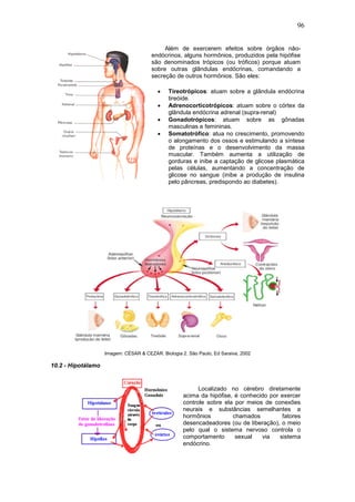 96
Além de exercerem efeitos sobre órgãos não-
endócrinos, alguns hormônios, produzidos pela hipófise
são denominados trópicos (ou tróficos) porque atuam
sobre outras glândulas endócrinas, comandando a
secreção de outros hormônios. São eles:
• Tireotrópicos: atuam sobre a glândula endócrina
tireóide.
• Adrenocorticotrópicos: atuam sobre o córtex da
glândula endócrina adrenal (supra-renal)
• Gonadotrópicos: atuam sobre as gônadas
masculinas e femininas.
• Somatotrófico: atua no crescimento, promovendo
o alongamento dos ossos e estimulando a síntese
de proteínas e o desenvolvimento da massa
muscular. Também aumenta a utilização de
gorduras e inibe a captação de glicose plasmática
pelas células, aumentando a concentração de
glicose no sangue (inibe a produção de insulina
pelo pâncreas, predispondo ao diabetes).
Imagem: CÉSAR & CEZAR. Biologia 2. São Paulo, Ed Saraiva, 2002
10.2 - Hipotálamo
Localizado no cérebro diretamente
acima da hipófise, é conhecido por exercer
controle sobre ela por meios de conexões
neurais e substâncias semelhantes a
hormônios chamados fatores
desencadeadores (ou de liberação), o meio
pelo qual o sistema nervoso controla o
comportamento sexual via sistema
endócrino.
 