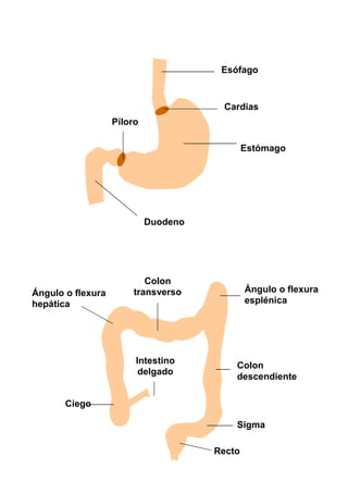 Esófago
Cardias
Duodeno
Píloro
Estómago
Colon
transverso
Ángulo o flexura
hepática
Ángulo o flexura
esplénica
Colon
descendiente
Sigma
Recto
Ciego
Intestino
delgado
 