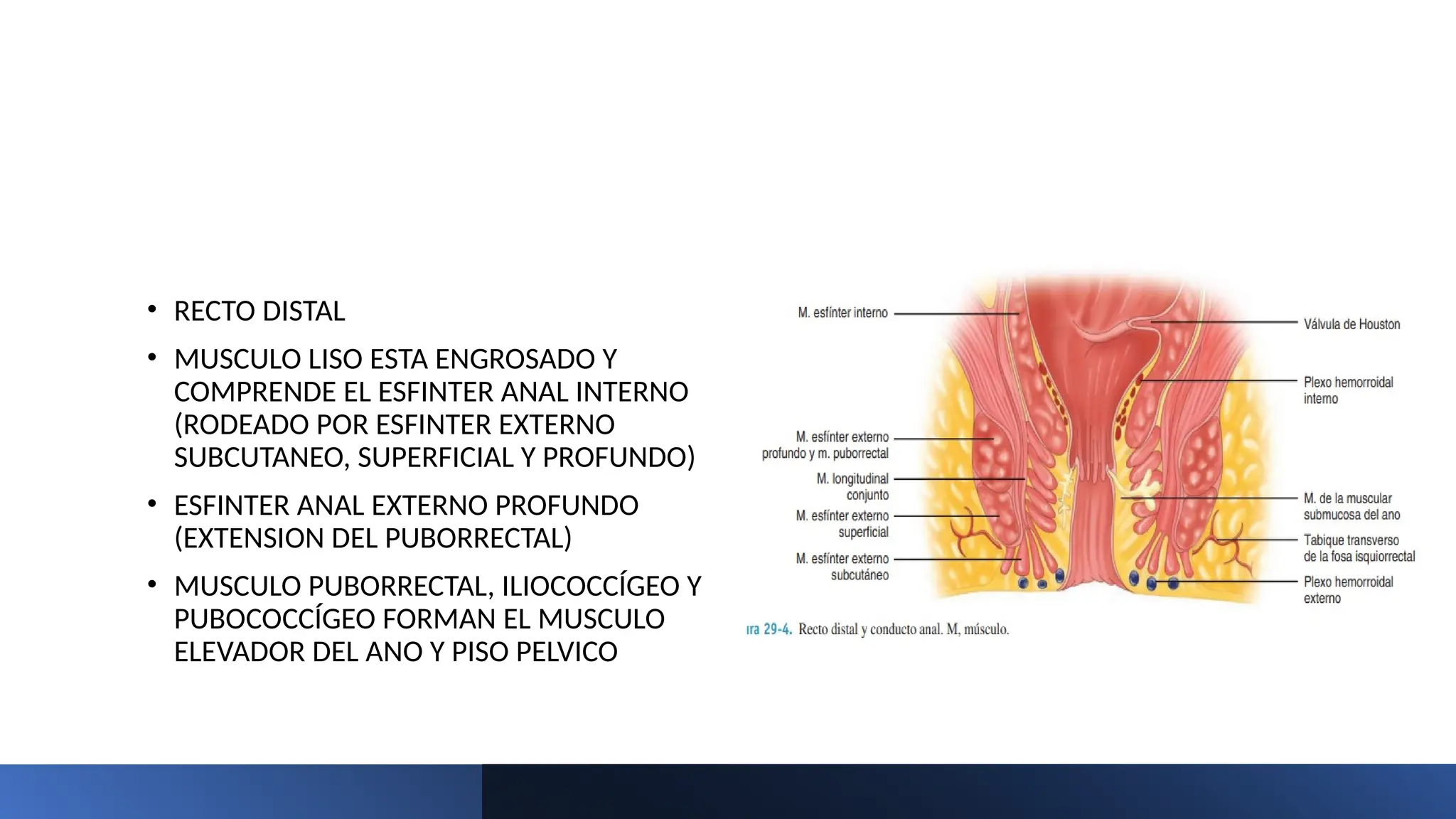 ANATOMIA, FISIOLOGA DE COLON, RECTO Y ANO.pptx