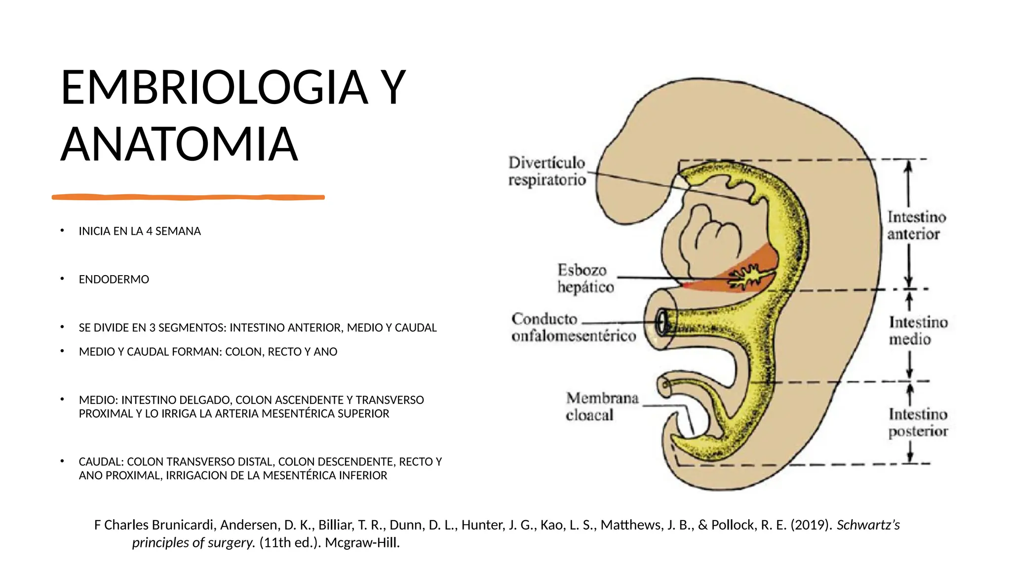 ANATOMIA, FISIOLOGA DE COLON, RECTO Y ANO.pptx