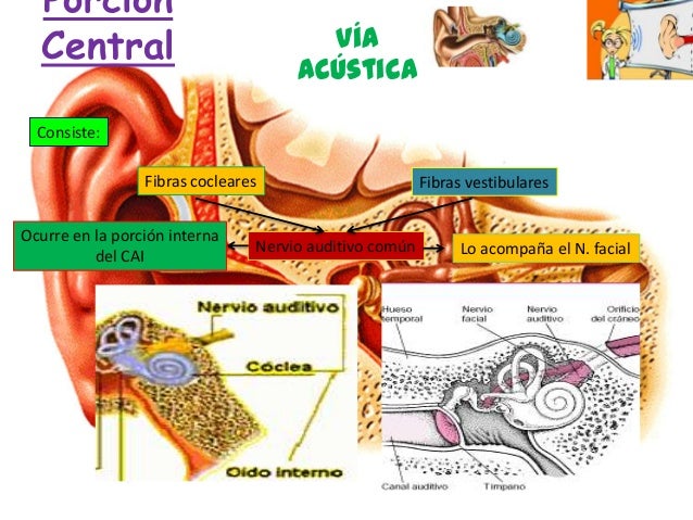 Anatomia, fisiologia del oido