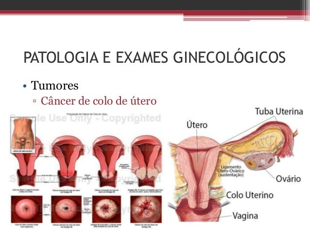 Baldissera Fisiologia Pdf Printer