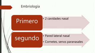 Embriología
• 2 cavidades nasal
Primero
• Pared lateral nasal
• Cornetes, senos paranasales
segundo
 