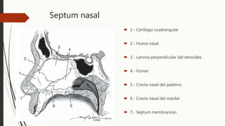 Anatomía nasal
Piel y partes blandas
 