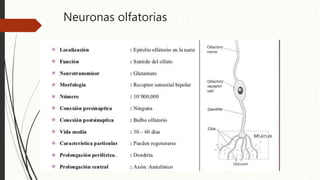 Anatomia, fisiologia, embriologia nasosinusal