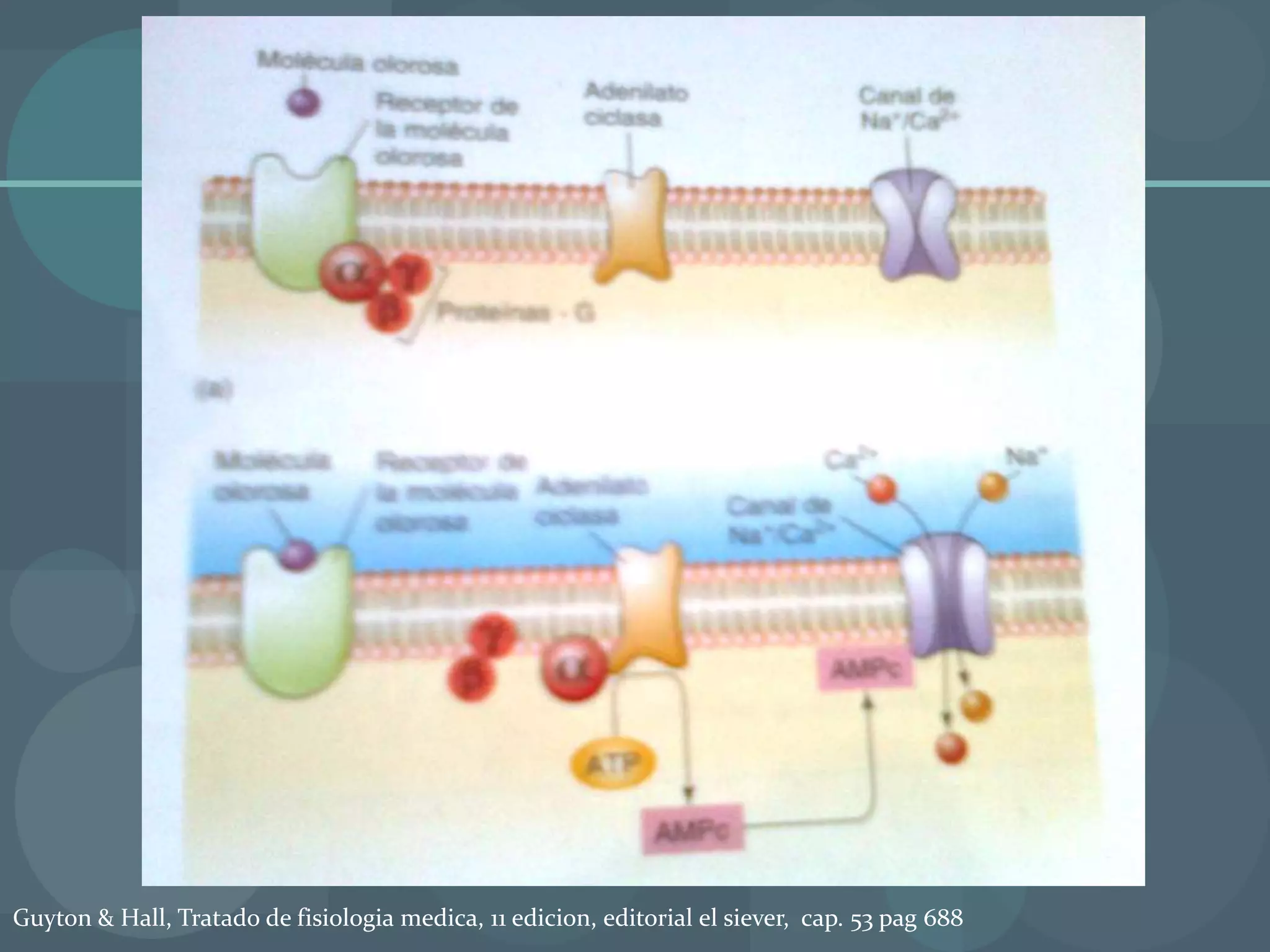 Anatomia fisiologia y exploracion de nariz | PPT