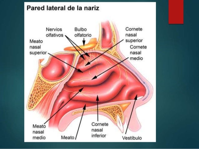 Resultado de imagen para anatomia de la nariz