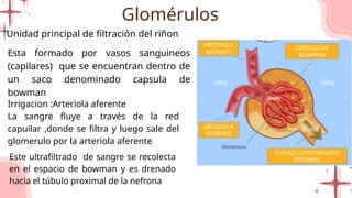 Glomerulo Riñon Estudio sonbre la anatomía, fisiología y semiología renal | PPTX