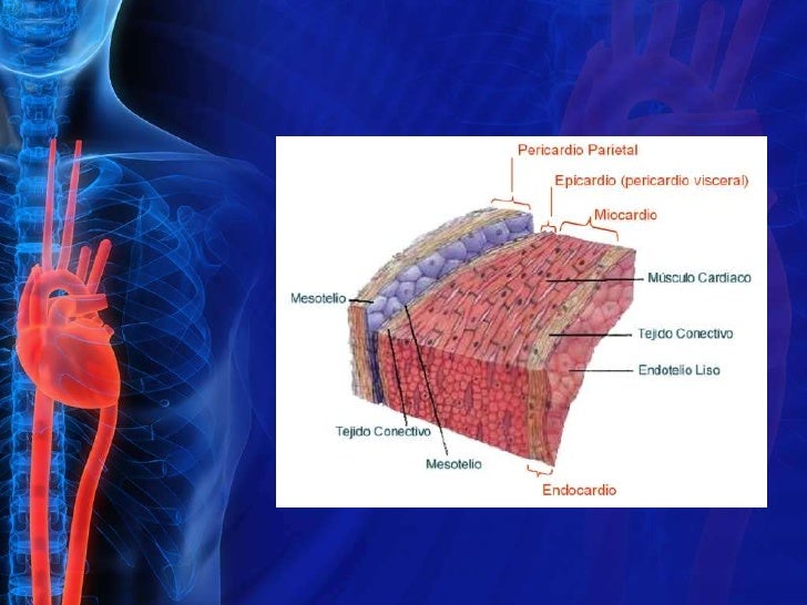 Anatomia Fisiologica Del Musculo Cardiaco