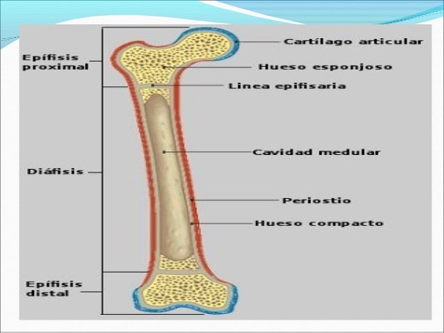 Anatomia fisiopatologia sistema musculo esqueletico