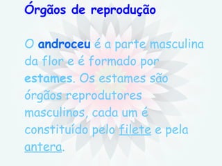 Órgãos de reprodução O  androceu  é a parte masculina da flor e é formado por  estames . Os estames são  órgãos reprodutores masculinos, cada um é constituído pelo  filete  e pela  antera . 