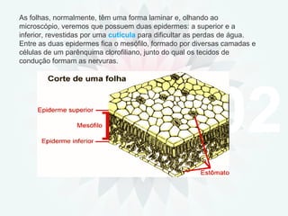 02 As folhas, normalmente, têm uma forma laminar e, olhando ao microscópio, veremos que possuem duas epidermes: a superior e a inferior, revestidas por uma  cutícula  para dificultar as perdas de água. Entre as duas epidermes fica o mesófilo, formado por diversas camadas e células de um parênquima clorofiliano, junto do qual os tecidos de condução formam as nervuras. 