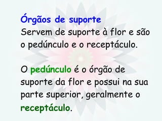 Órgãos de suporte Servem de suporte à flor e são o pedúnculo e o receptáculo. O  pedúnculo  é o órgão de suporte da flor e possui na sua parte superior, geralmente o  receptáculo . 