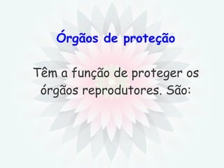 Órgãos de proteção Têm a função de proteger os órgãos reprodutores. São: 